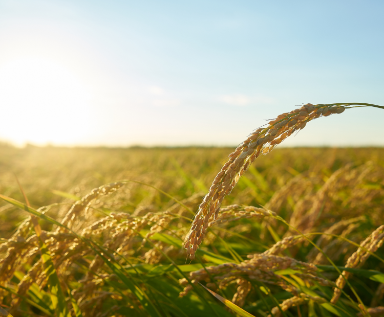 planta de arroz durante o pôr do sol com platação fora de foco ao fundo